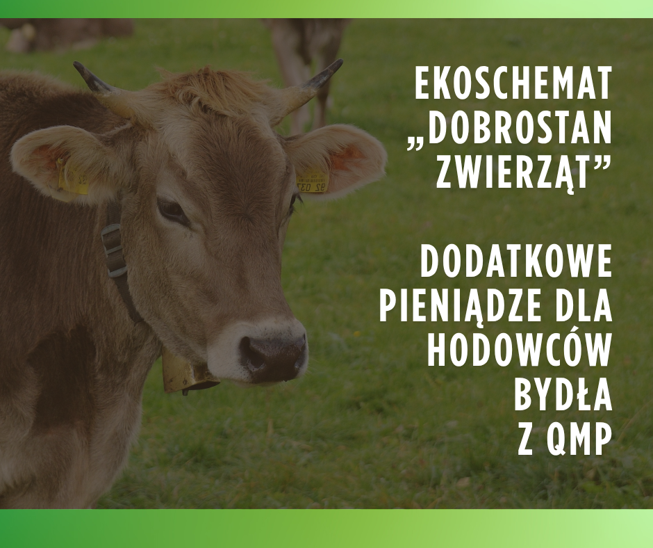 alt obrazka
