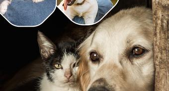 Opieka nad zwierzętami bezdomnymi w latach 2026–2027 – najważniejsze informacje